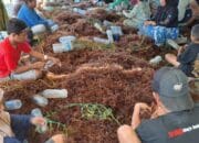 Ekonomi Kaltara Naik 4,69 Persen, BPS Dorong Percepatan Investasi dan Diversifikasi Usaha