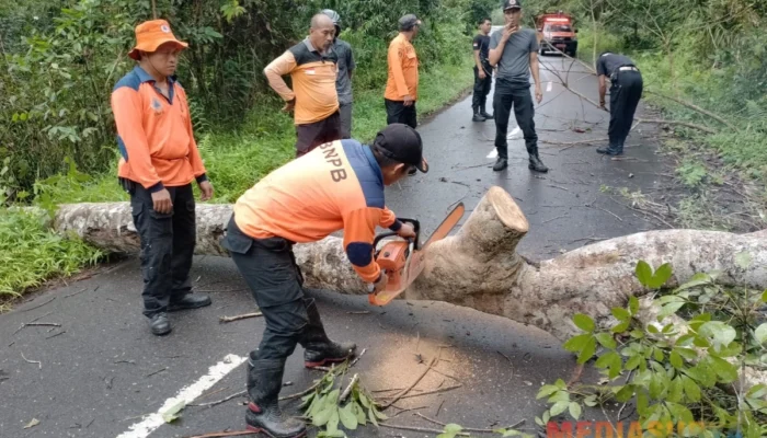 BPBD Barsel Antisipasi Kecelakaan dengan Pemotongan Pohon di Jalan Barito Raya