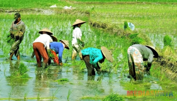 Angka Kemiskinan Kalteng Naik 5,26 Persen, Sektor Pertanian Jadi Solusi?