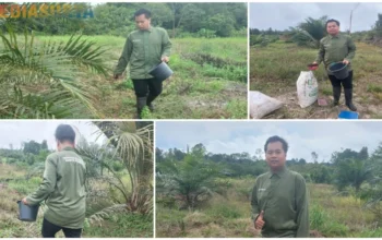 Persiapan alat dan bahan, proses pemupukan, kegiatan memupuk mengelilingi tanaman, serta pelaporan di hari terakhir di lokasi pelaksanaan KSM.