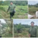 Persiapan alat dan bahan, proses pemupukan, kegiatan memupuk mengelilingi tanaman, serta pelaporan di hari terakhir di lokasi pelaksanaan KSM.