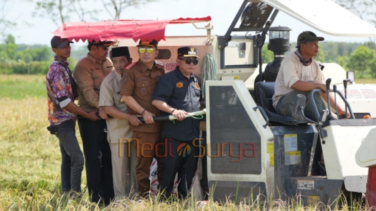 Bupati Eddy Raya Samsuri ikut panen raya padi bersama petani di Pulang Pisau
