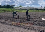 Dukung Ketahanan Pangan, Satgas TMMD ke-124 Kodim 1012/Buntok Buat Bedengan