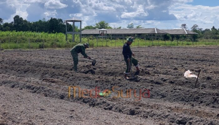 Dukung Ketahanan Pangan, Satgas TMMD ke-124 Kodim 1012/Buntok Buat Bedengan