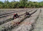 Rawat Kebun Buah, Satgas TMMD ke-124 Dukung Ketahanan Pangan di Barsel