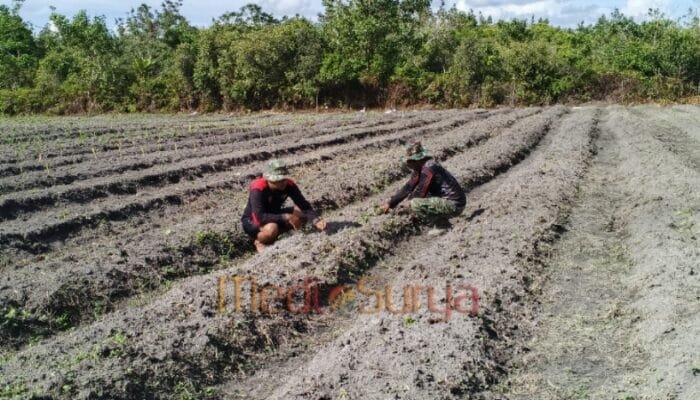 Rawat Kebun Buah, Satgas TMMD ke-124 Dukung Ketahanan Pangan di Barsel