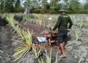 memanfaatkan gerobak Pemanfaatan Gerobak Dorong oleh Satgas TMMD Kodim 1012/Buntok Percepat Pembersihan Lahan Pertanian