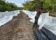 memasang geotekstil Satgas TMMD Pasang Geotekstil di Talio, Perkuat Struktur Jalan Demi Ketahanan Jangka Panjang