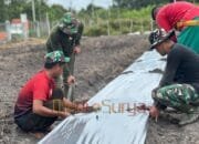 Pasang Mulsa Plastik Dukung Ketahanan Pangan