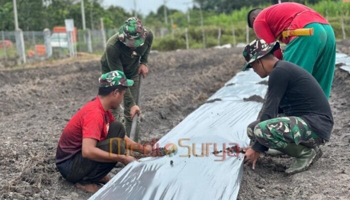 Pasang Mulsa Plastik Dukung Ketahanan Pangan
