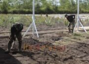 Satgas TMMD Gunakan Cangkul Bersihkan Lahan Dukung Ketahanan Pangan di Barito Selatan