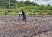 Dukung Ketahanan Pangan, Satgas TMMD Kodim 1012/Buntok Tebar Pupuk Organik di Lahan Pertanian