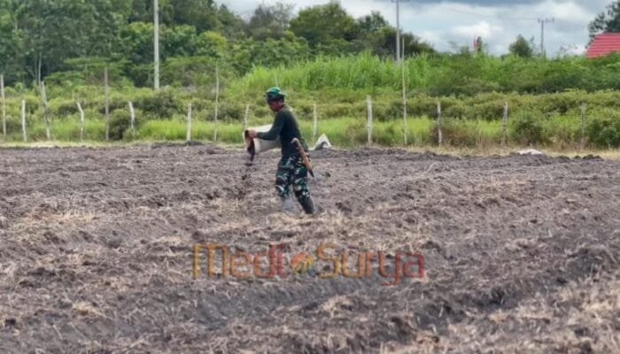 Dukung Ketahanan Pangan, Satgas TMMD Kodim 1012/Buntok Tebar Pupuk Organik di Lahan Pertanian