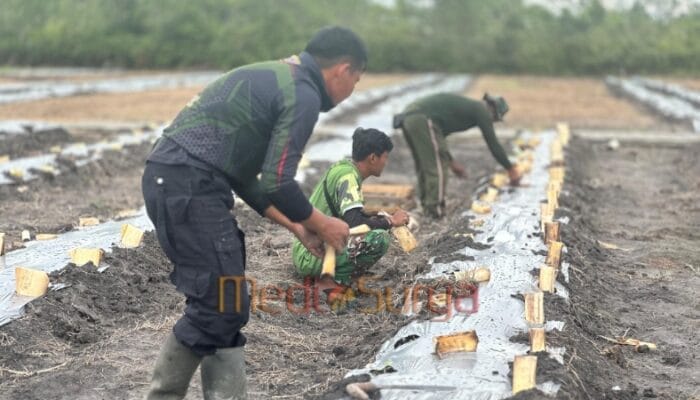 TMMD Ke-124 Kodim 1012/Buntok Laksanakan Penanaman Bibit Sayur untuk Ketahanan Pangan