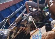 Buaya Sepit 3 Meter Tertangkap Jaring Warga Dievakuasi BKSDA di Danau Kalahien