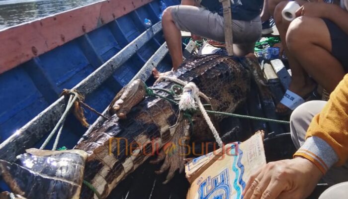 Buaya Sepit 3 Meter Tertangkap Jaring Warga Dievakuasi BKSDA di Danau Kalahien