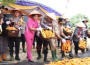 Kapolres Barsel Hadiri Panen Raya Jagung di Desa Ngurit