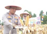 Dukung Swasembada Pangan, Polres Barsel dan Forkopimda Panen Raya Jagung di Dusun Utara