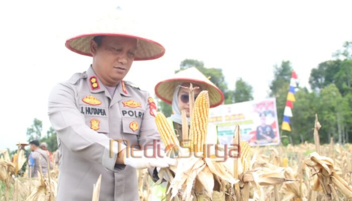 Dukung Swasembada Pangan, Polres Barsel dan Forkopimda Panen Raya Jagung di Dusun Utara