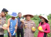 Dukung Ketahanan Pangan, Polres Barsel Panen Melon Bersama Kelompok Tani