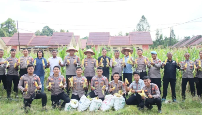 Dukung Asta Cita Presiden, Polres Barsel Panen 500 Kg Jagung di Lahan Ketahanan