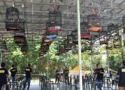 Wakili Bupati, Asisten II Setda Barsel Buka Lomba Burung Berkicau 2025