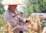 Panen Raya Jagung, Polres Barsel Wujudkan Komitmen Dukung Swasembada Pangan Nasional