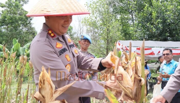 Panen Raya Jagung, Polres Barsel Wujudkan Komitmen Dukung Swasembada Pangan Nasional