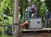 Langkah Nyata Pemprov Kalteng Selamatkan Orangutan, Simbol Kehidupan Hutan Kalimantan