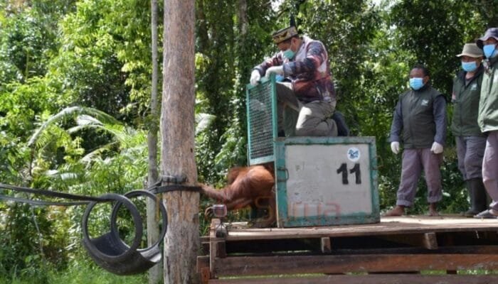 Langkah Nyata Pemprov Kalteng Selamatkan Orangutan, Simbol Kehidupan Hutan Kalimantan