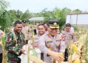 Dukung Asta Cita Presiden, Kapolres Barsel Panen Jagung untuk Perkuat Ketahanan Pangan Nasional